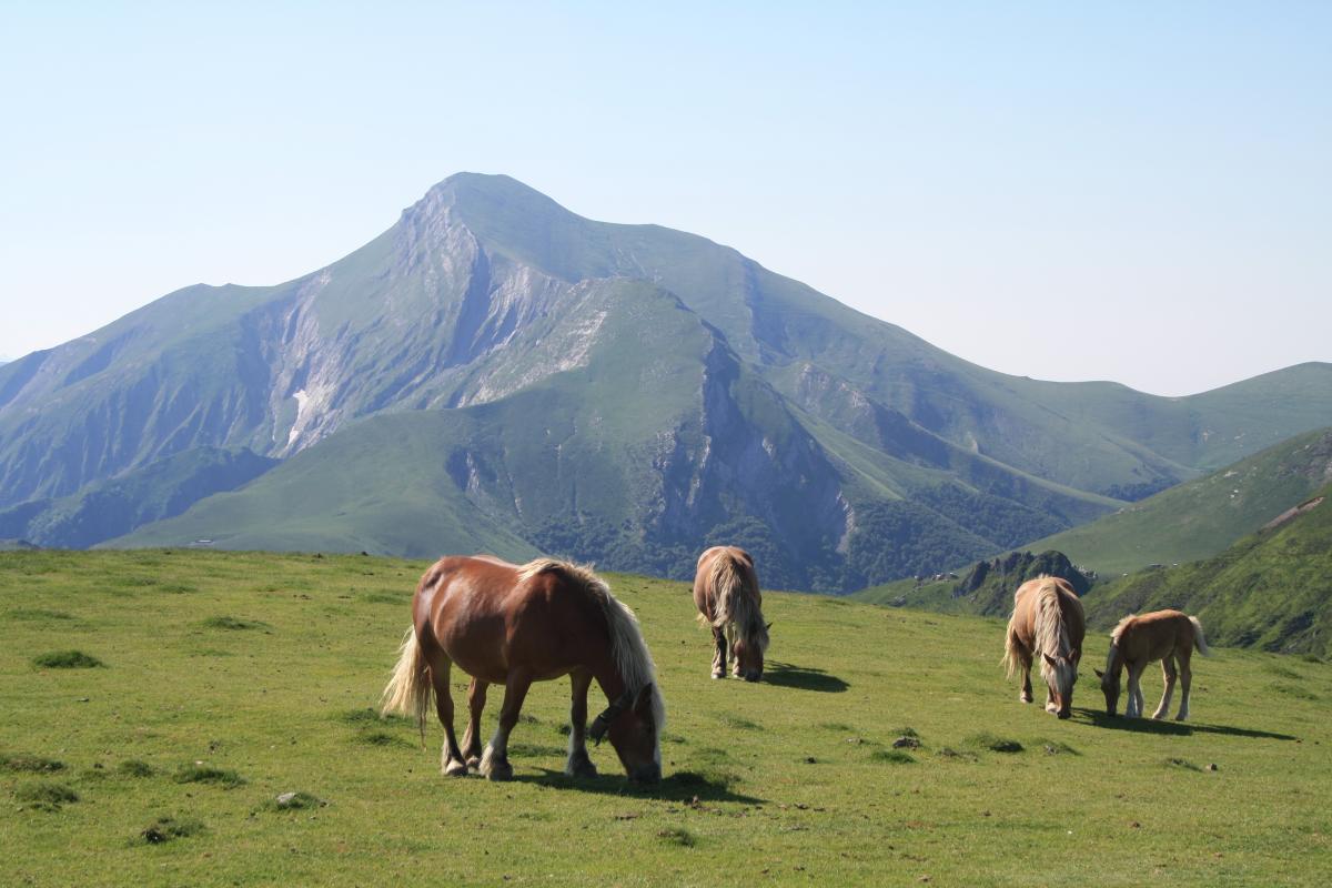 Chalets Irati-Pikatua 2015-06-07 jardueraren irudiak