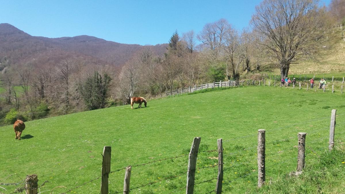 LEITZA-IREBER-ARRARATS 2017-04-09 jardueraren irudiak